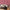 products/BeigeandRattanLivingRoomWithDog_LH900006---Retro---Under-The-Banana-Tree---Hot-Pink-and-Charcoal_11c9b496-4a92-4457-91f4-a56f36e8dc4e.jpg