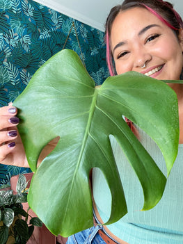 How To Get Jungle Vibes in Your Home with My 5 Favourite Plants